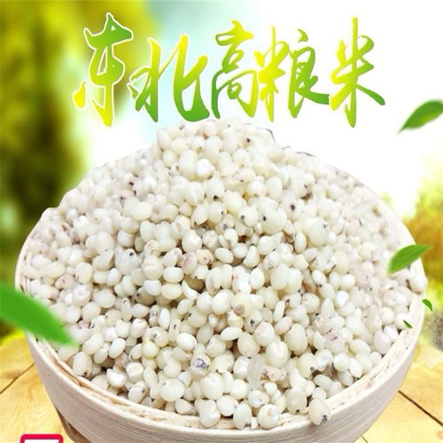 東北農(nóng)家自產(chǎn)新鮮白高粱米 傳統(tǒng)粗糧的健康之選